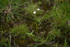 Striga angustifolia